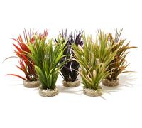 Sydeco Natural Plants Tropical Grass Aquarium Plant - 20cm