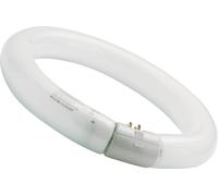 x1 22W T9 Cool White Sylvania Circular Fluorescent Tube Round FC22W 4000k [EEK: G]