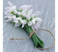 Sympathy Card - (GBCC1599) - 'Bunch of Snowdrops' by James Guilliam