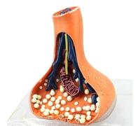 Synapse Neuron Anatomical Model, Chemical Synapse Anatomy Model - 3D Enlarged Human Nervous System Teaching Aid for Science Education Medical School Demonstration