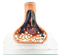 Synapse Neuron Anatomical Model Chemical Synapse Anatomy Model Human Nervous System Teaching Aids Nervous for Medical Educational Aid Education Demonstration