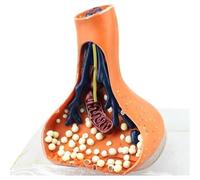 Synapse Neuron Anatomical Model,Chemical Synapse Anatomy Model, Human Nervous System Teaching Aids Nervous Medical Model for Medical Educational Aid Education Demonstration for Medical
