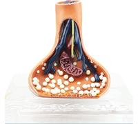 Synapse Neuron Anatomical Model, Human Nervous System Teaching Aids, 9 Digital Sign Chemical Nerve Ending Synaptic Knob Model, for Medical Educational Demonstration