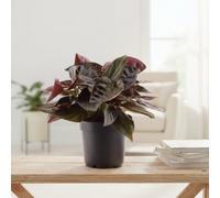 Syngonium Erythrophyllum Red Arrow Pot Size 12 Cm Height 20 Arrowhead Plant Indoor Houseplant