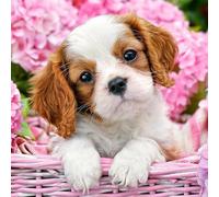 Syntego 5D DIY Diamond Painting for Adults 40 x 30cm, Round Drill Diamonds Canvas for Arts and Crafts (Cavalier King Charles Spaniel)
