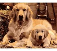 Syntego Golden Retriever & Puppy 5D DIY Diamond Painting 40 x 30cm, Round Rhinestone for Arts and Crafts