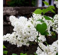 Syringa 'Flowerfesta White' Mini/Dwarf Lilac 4L