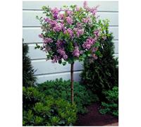 Syringa Palibin Dwarf Korean Lilac Tree Standard Tree 140-160cms tall