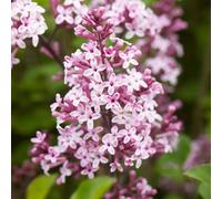 Syringa Palibin - Korean Lilac - Hardy Flowering Outdoor Garden Shrub Plant in Pot (9cm Pot, 15-30cm)