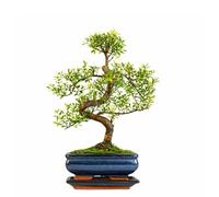 Syzygium Bonsai Tree 25-35cm | 6-8 Years Old | Elegant Indoor Gift for Beginners | Includes Glazed Ceramic Pot & Drip Tray | Easy Care Houseplant - Premium Quality