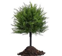 szaluyk Artificial Shrub - (Large) Cedar Tree | Faux Cypress Landscape Greenery | 1-Pack For Outdoor Garden Porch UV Resistant Fake Pine Bush Indoor Entryway Decoration Green Durable