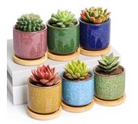 T4U 6cm Ice Crack Serial Ceramic Succulent Plant Pot Set of 6, Small Plant Pots with Tray for Cactus Succulent, Mini Colourful Planter Garden Gifts, Round Container for Small Plants Indoor Decoration