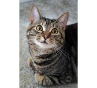 Tabby Cat Notebook. 200 Pages. Size 6 x 9 inches. Lined Pages. Inspiring Journal, Organiser, To Do List Book. Creative Planner for home projects. Perfect Gift.