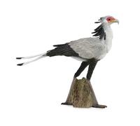 Tachan Pajaro Secretary L Figure