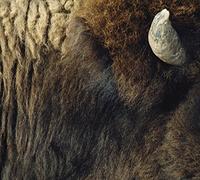 TACICA - Ordinary Day/Sunny (Limited)