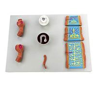 Taenia Asginata Anatomy Model - Taenia Solium Anatomical Model Parasite Microbiology Teaching Model - for Study Diaplay Medical Teaching Model,A