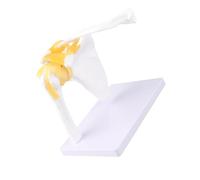 Taidda Shoulder Joint Model Educational Lifelike Human Model for Science Teaching with Flexible Ligaments for School Physical Health Teaching Made of PVC