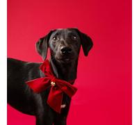 Talking Tables Pet Neck Bandana Tie Red Velvet Dog and Cat Bow Tie with Gold Bell, Festive Pet Outfit Accessory for Cats and Dogs, Christmas Party or Gifting