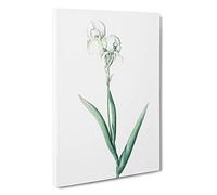 Tall-bearded Iris by Pierre-Joseph Redoute Canvas Print | Gallery Wrapped 30mm Frame Wall Art | 30x20 inches | Ready to Hang | Contemporary Floral Picture | Living Room Bedroom Lounge Office