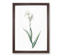 Tall-Bearded Iris by Pierre-Joseph Redoute Framed Print | A2 Walnut Framed Wall Art | Ready to Hang | Modern Floral Picture | Living Room Bedroom Lounge Office
