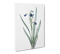 Tall Bearded Iris Flowers By Pierre Joseph Redoute Canvas Print | Gallery Wrapped 30mm Frame Wall Art | 24x16 inches | Ready to Hang | Retro Floral Picture | Living Room Bedroom Lounge Office