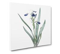 Tall bearded Iris Flowers by Pierre Joseph Redoute Canvas Print | Gallery Wrapped 30mm Frame Wall Art | 20x20 inches | Ready to Hang | Retro Floral Picture | Living Room Bedroom Lounge Office