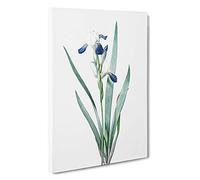Tall-bearded Iris Flowers by Pierre-Joseph Redoute Canvas Print | Gallery Wrapped 30mm Frame Wall Art | 30x20 inches | Ready to Hang | Contemporary Floral Picture | Living Room Bedroom Lounge Office