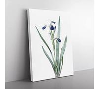 Tall Bearded Iris Flowers By Pierre Joseph Redoute Vintage Canvas Wall Art Print Ready to Hang, Framed Picture for Living Room Bedroom Home Office Décor, 60x40 cm (24x16 Inch)