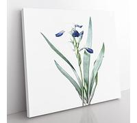 Tall bearded Iris Flowers by Pierre Joseph Redoute Vintage Canvas Wall Art Print Ready to Hang, Framed Picture for Living Room Bedroom Home Office Décor, 50x50 cm (20x20 Inch)
