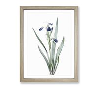Tall Bearded Iris Flowers By Pierre Joseph Redoute Vintage Framed Print | A4 Oak Framed Wall Art | Ready to Hang | Classic Floral Picture | Living Room Bedroom Lounge Office