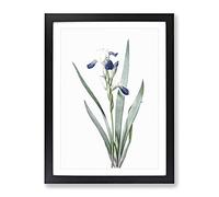Tall Bearded Iris Flowers By Pierre Joseph Redoute Vintage Framed Wall Art Print, Ready to Hang Picture for Living Room Bedroom Home Office Décor, Black A4 (34 x 25 cm)