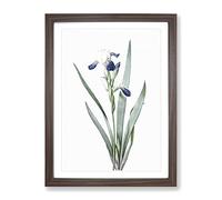 Tall Bearded Iris Flowers By Pierre Joseph Redoute Vintage Framed Wall Art Print, Ready to Hang Picture for Living Room Bedroom Home Office Décor, Walnut A4 (34 x 25 cm)