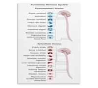 TAMDDBPJD Nervous System Hack Chart Educational Infographic for Optimal Performance Under Stress Canvas Wall-Art for Executive Office(Framed,16x24inch(40x60cm))