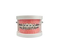 tandard Orthodontic Teeth Model, Dental Demonstration Orthodontic Model Teeth Teach Study Tools with All Mouth Metal Bracket