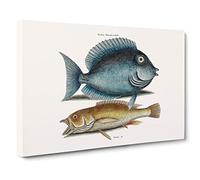 Tang Fish & Yellow Fish by Mark Catesby Canvas Print for Living Room Bedroom Home Office Décor, Wall Art Picture Ready to Hang, 30 x 20 Inch (76 x 50 cm)