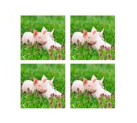 Tangoo Scented Greeting Cards - Pigs in Clover - Pack of 4 with Envelopes - Blank Inside - 15.5 x 15.5cm