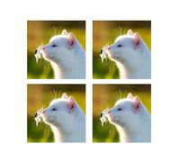 Tangoo Scented Greeting Cards - White Cat - Four Greeting Cards with Envelopes Blank for Your Own Message Size 15.5 x 15.5 cm