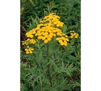 Tansy Flower Essences 30ml Dosage Prepared from FES Stock Essences