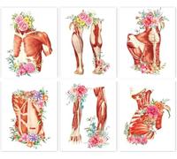 TANXM Watercolor Muscle Anatomy Poster, Human Physiology Art, Medical Art Decor, Set of 6 (8'X10', No Frame)
