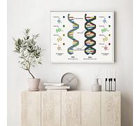 TANYANG Human Dna And Rna Posters Print Science Biology Canvas Painting Wall Art Picture Genetic Code Chemistry Teacher Gifts Room Decor 50X70Cm No Frame