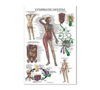TANYANG The Lymphatic System Anatomical Chart Wall Picture Vintage Poster Nordic Canvas Print Education Painting Modern Decor Artwork 40X50Cm No Frame