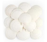 TaoQ C 16 PCS Scallop Shells Natural Seashell, 10cm-12cm White Scallop Shells Large Seashells for Crafts Wedding Decor Beach Theme Party, Vase Filler