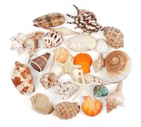 TaoQ C 24 PCS Large Sea Shells Mixed Ocean Seashells Starfish Conch Various Sizes Natural Seashells for Fish Tank Beach Themed Party Home Bathroom Wedding Decorations DIY Crafts
