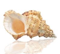 TaoQ C Large Natural Sea Shells, Huge Ocean Conch 16-20 cm Jumbo Seashells Perfect for Wedding Decor Beach Theme Party, Home Decorations,DIY Crafts, Fish Tank and Shell Collectors