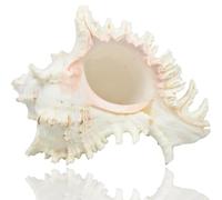 TaoQ C Large Natural Sea Shells, Murex Ramosus shells, Huge Ocean Conch 16-20 cm Jumbo Seashells Perfect for Wedding Decor Beach Theme Party, Home Decorations,DIY Crafts, Fish Tank