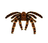Tarantula Furry 65cm Bendable Accessory for Fancy Dress