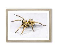 Tarantula Spider Painting Framed Print | A2 Oak Framed Wall Art | Ready to Hang | Modern Historical Picture | Living Room Bedroom Lounge Office