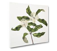 Tarata Flowers by Sarah Featon Vintage Canvas Wall Art Print Ready to Hang, Framed Picture for Living Room Bedroom Home Office Décor, 14x14 Inch (35x35 cm)