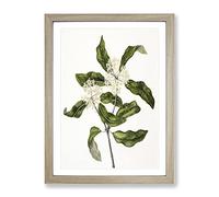 Tarata Flowers By Sarah Featon Vintage Framed Print | A3 Oak Framed Wall Art | Ready to Hang | Classic Floral Picture | Living Room Bedroom Lounge Office