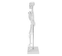 TARSHYRY 45cm Human Skeleton Model Movable Limbs Teaching Learning Science Supplies Applicable for Students Researchers PVC Material